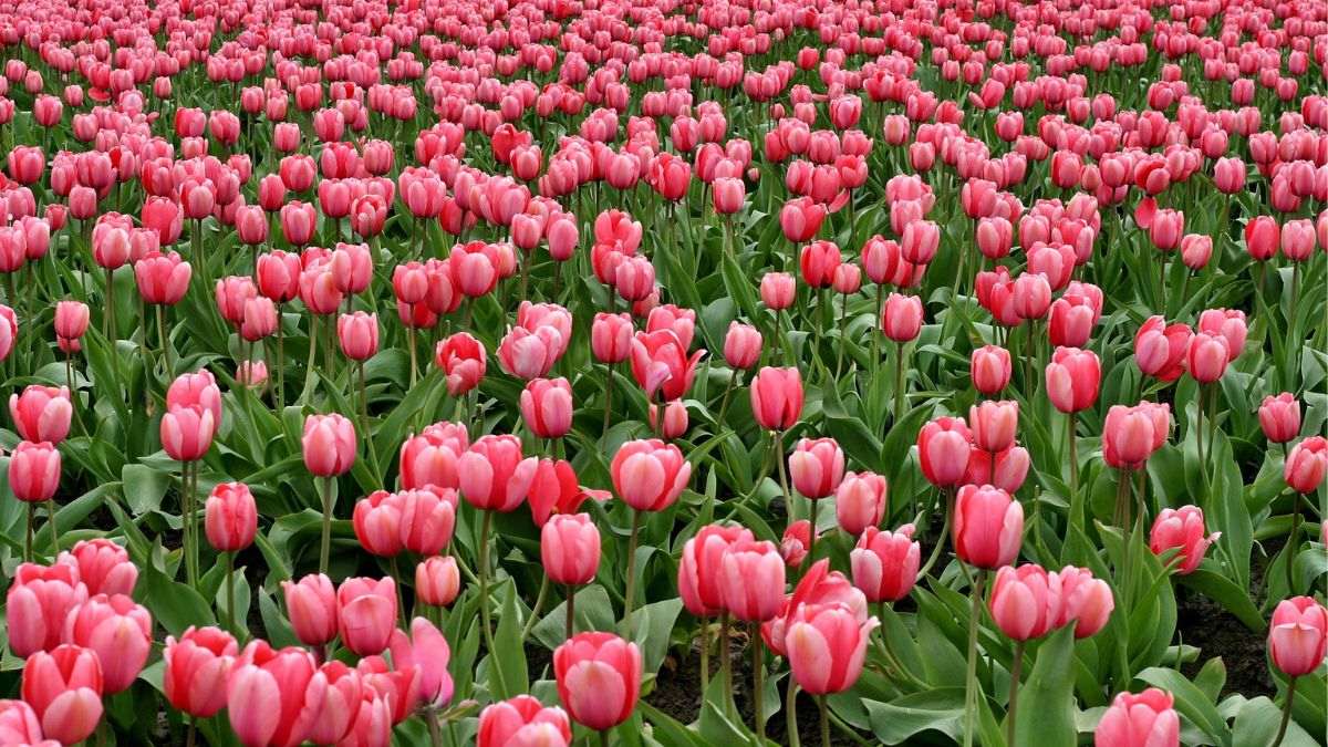 National Tulip Day 2025