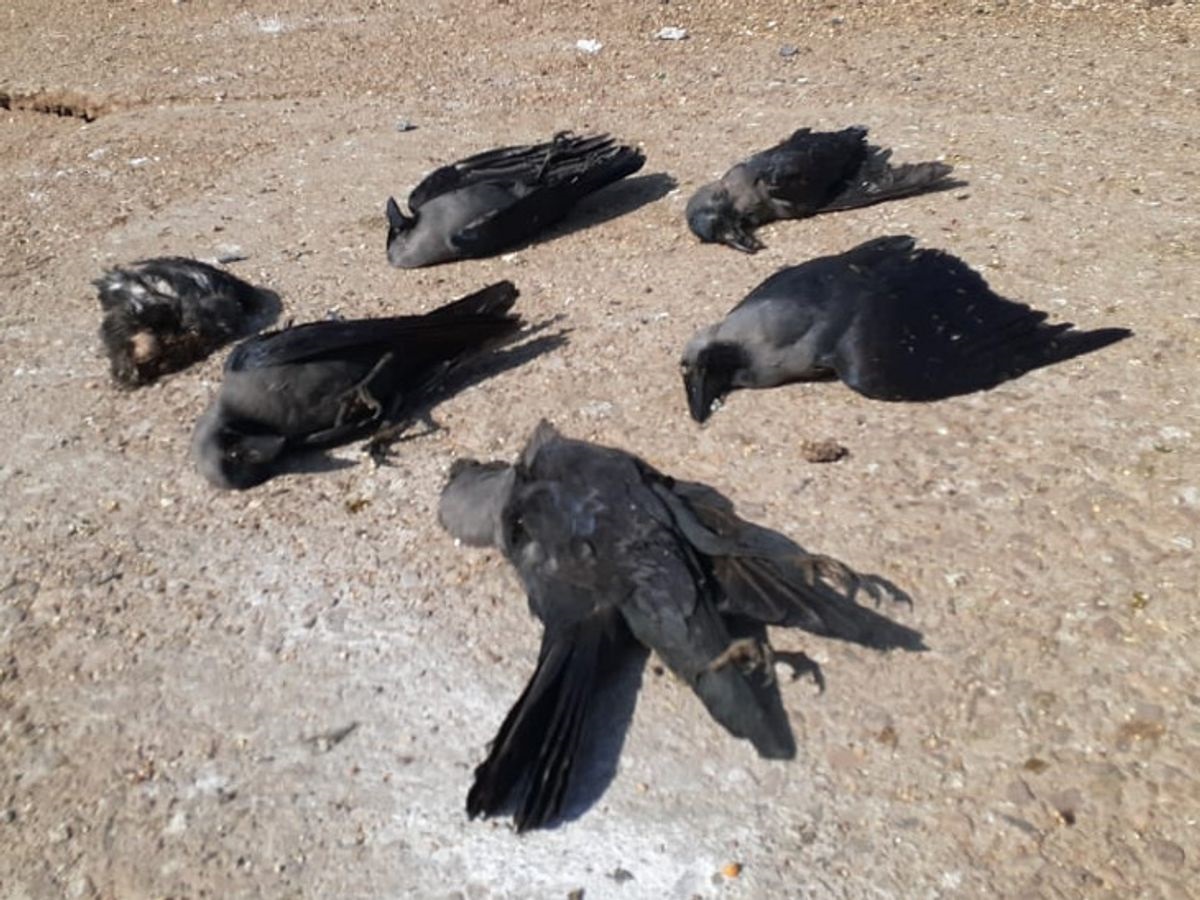 crow