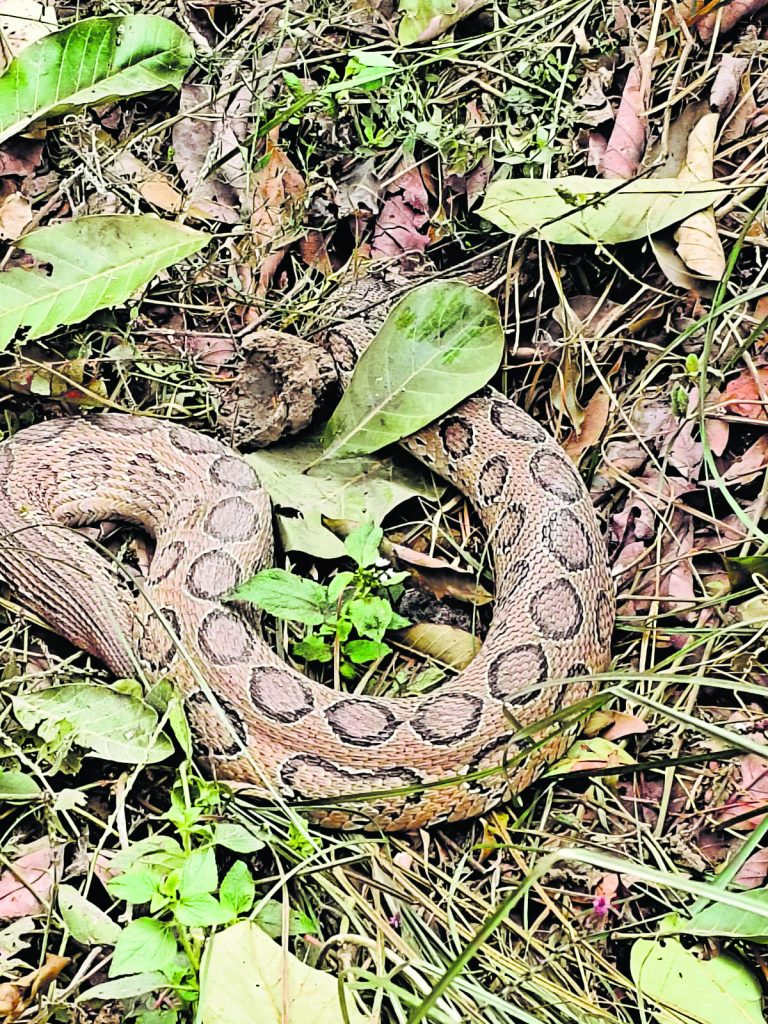Siwan News : घुरघाट मठिया में निकला अजगर, ग्रामीणों ने दूसरे गांव में छोड़ा