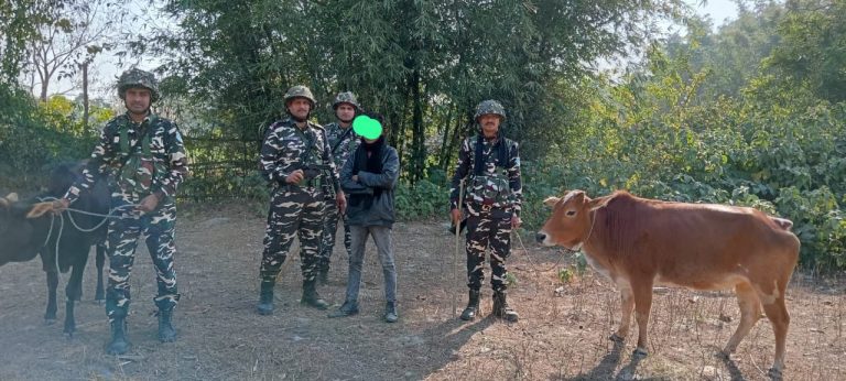 पशु तस्कर से एसएसबी ने दो गायों को कराया मुक्त