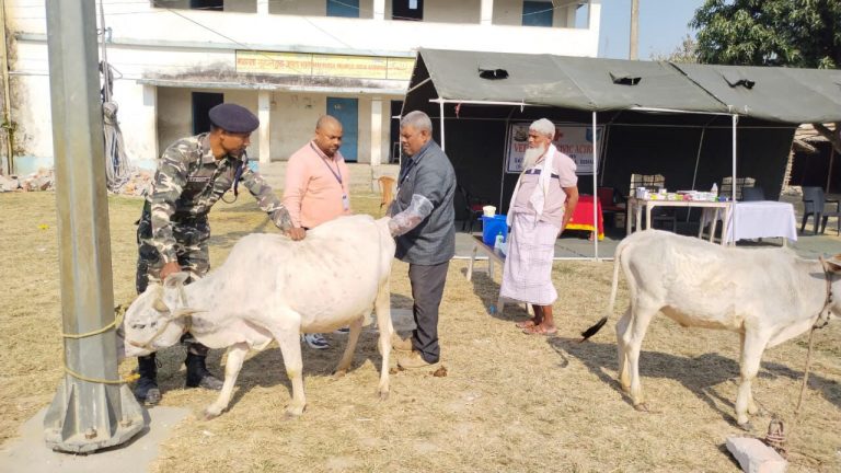 एसएसबी ने लगाया पशु चिकित्सा शिविर