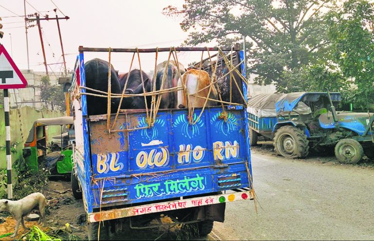 चार मवेशियों के साथ पकड़ाये पिकअप पर खूब हुआ ड्रामा