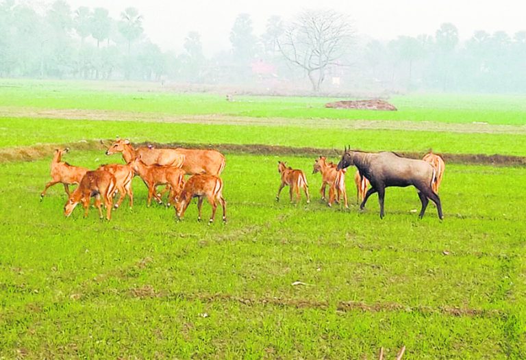 hajipur news . दर्जनों गांवों में खेतों में लगी फसल बर्बाद कर रहे नीलगाय