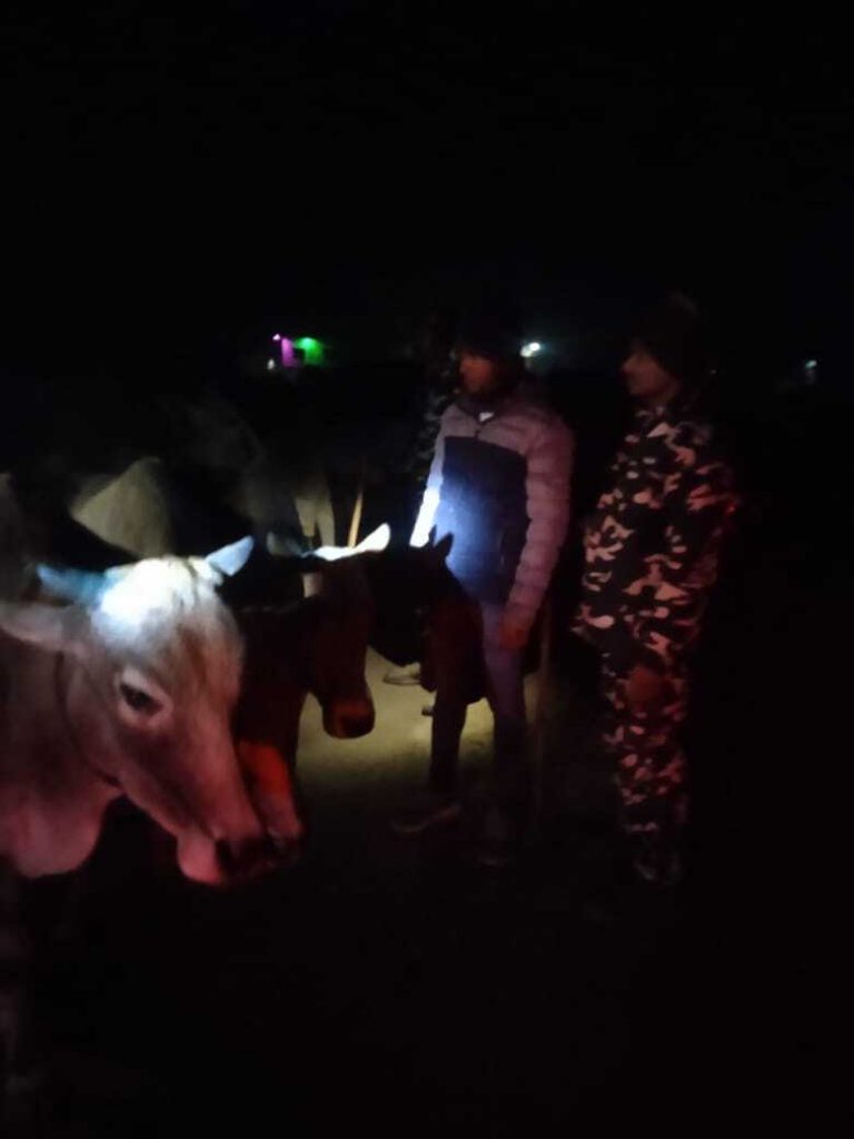21 मवेशियों के साथ तीन तस्कर गिरफ्तार