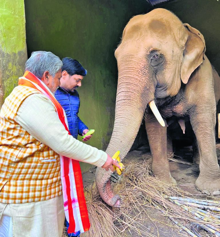 चिंपाजी को दिया जा रहा च्वनप्राश