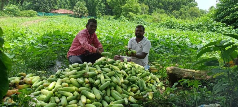 East Singhbhum News : घाटशिला में बंपर उत्पादन से गिरे सब्जियों के भाव, किसानों की मेहनत व लागत पर फिरा पानी