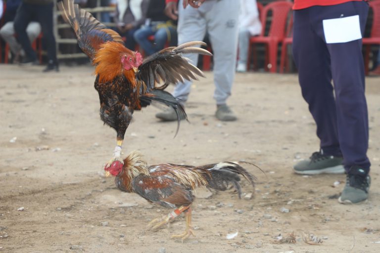 Jamshedpur News : भुइयांडीह में 300 जोड़ी मुर्गों के बीच रोमांचक मुकाबला, लड़ाकू मुर्गे की कीमत कर देगी हैरान