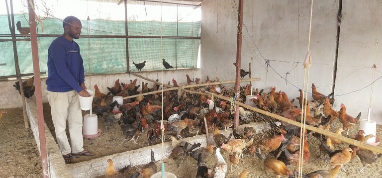 Chaibasa News : मुर्गीपालकों के लिए ””””सोनाली”””” बनी वरदान