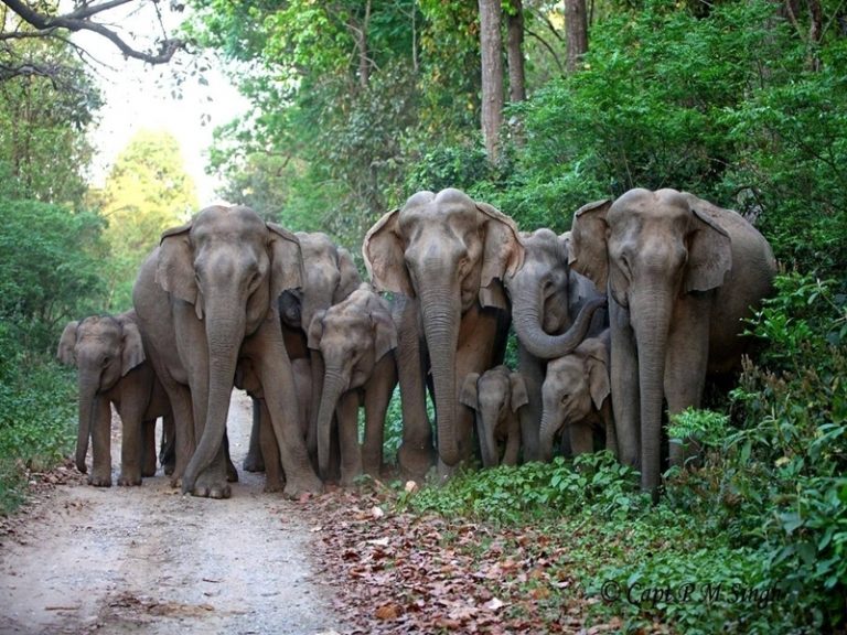 Rourkela News: सुंदरगढ़ जिले के तीन वन मंडल में पांच साल में 37 हाथियों ने गंवाई जान