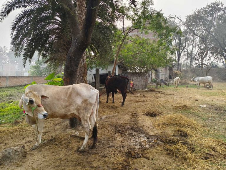 दुधारू गाय-भैंस देने की योजना में नहीं रुचि ले रहे हैं सप्लायर