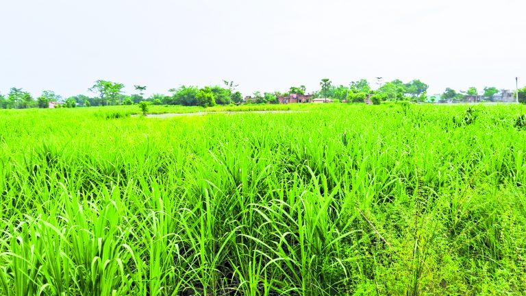 Gopalganj News  : 10 रुपये प्रति क्विंटल और बढ़ गया गन्ने का मूल्य, इसी सत्र में किसानों को मिलेगा नये रेट का लाभ