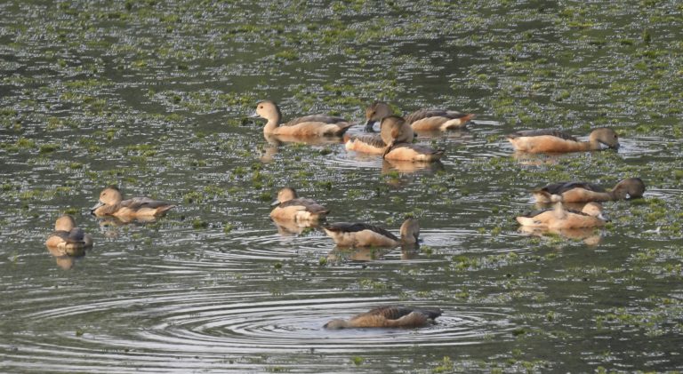 Bird Festival: पक्षी महोत्सव में गुलजार रहेगा नागी अभयारण्य, रिसर्च के लिए पहुंच रहे विशेषज्ञ