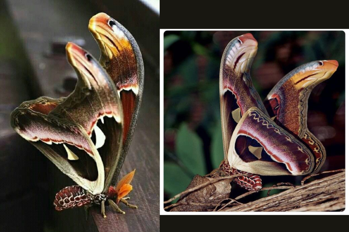 Attacus Atlas