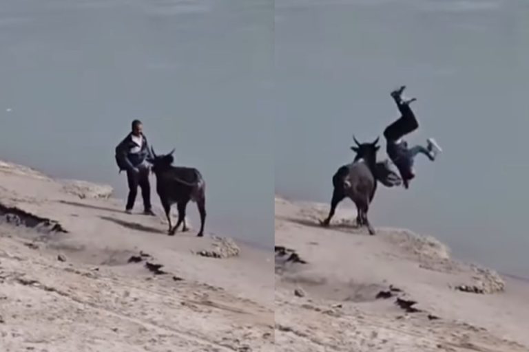 Viral Video: नेकी कर…हवा में उड़! नदी में गिर, देखें वीडियो 