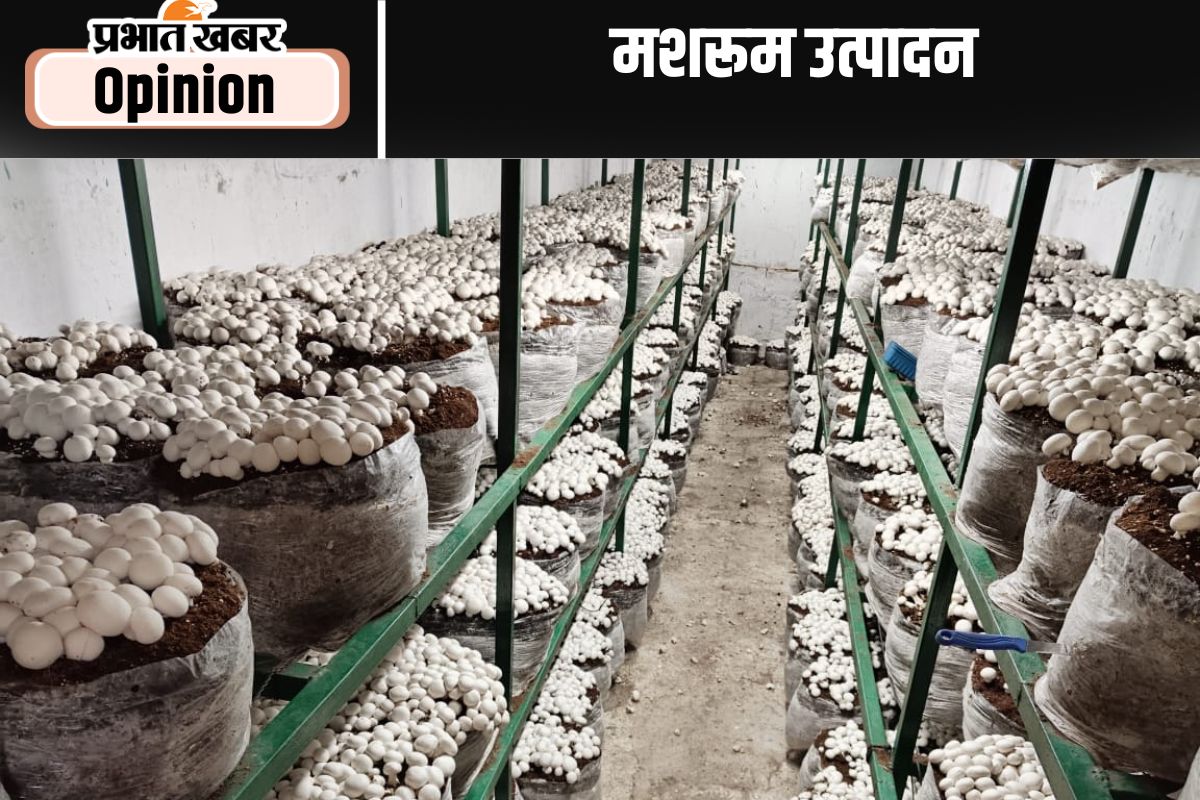 मशरूम उत्पादन