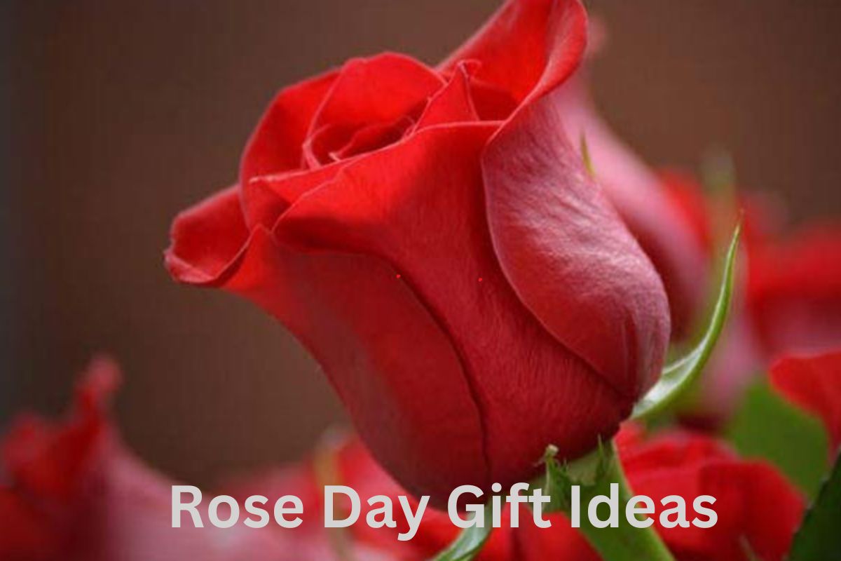 Rose Day Gift Ideas