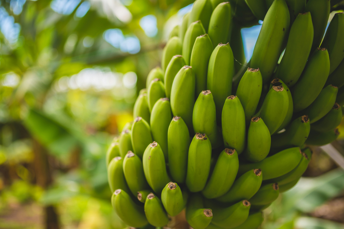 banana kebab recipe