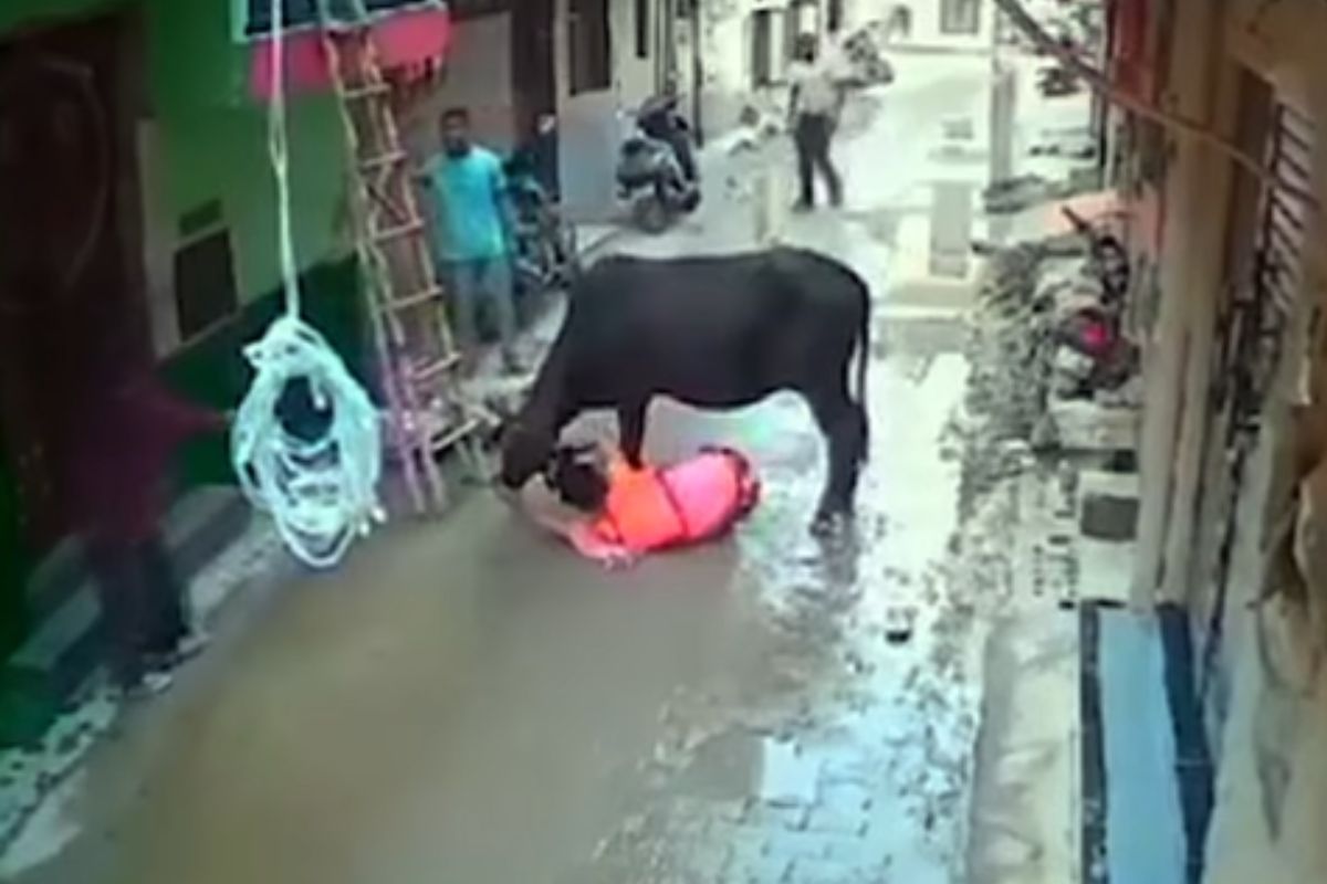 bull attacked woman