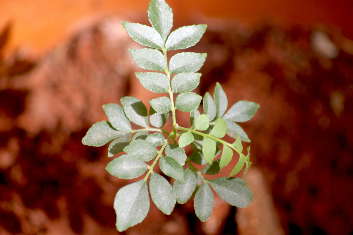 curry leaves