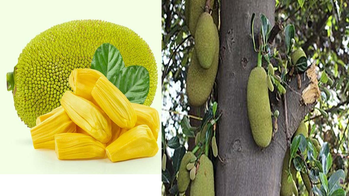 कटहल का फल और पेड़