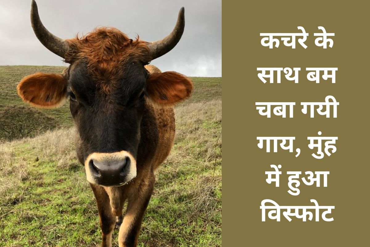 koderma news blast in cow mouth