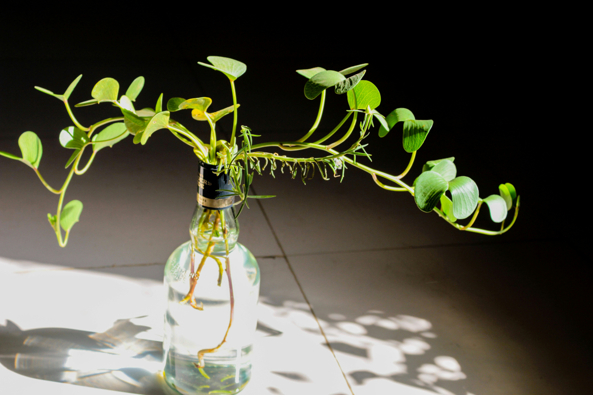 money plant