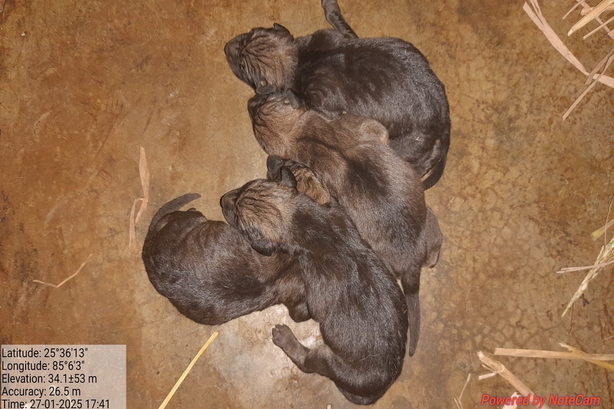 patna zoo welcomes wolves