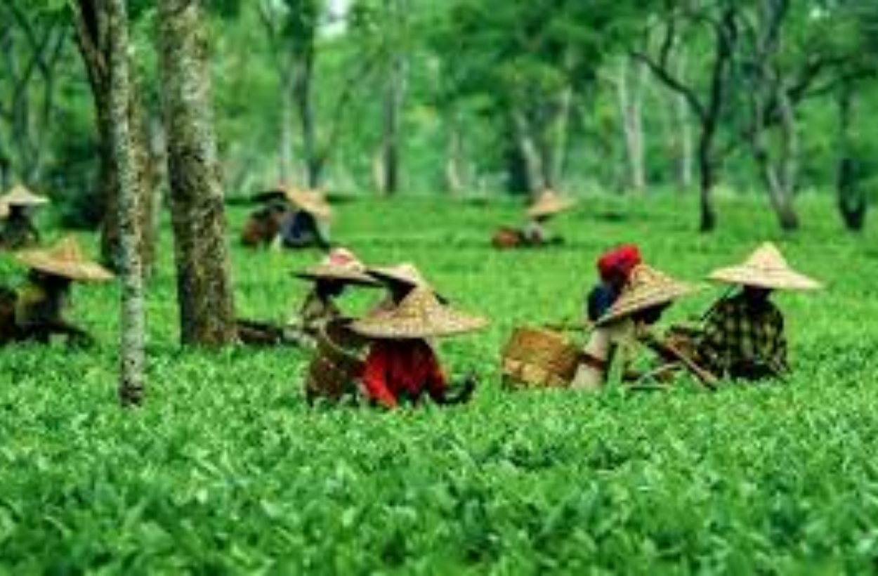 Best Tea Destinations