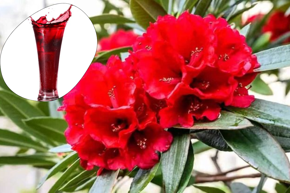 Buransh Flower Juice Recipe: क्या आप जानते हैं इस पहाड़ी फूल का नाम? गर्मियों में इसके जूस से मिलते हैं अनगिनत फायदे!