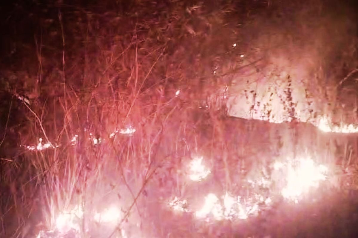 Jungle Fire in Jharkhand Bokaro Jhumra Pahad
