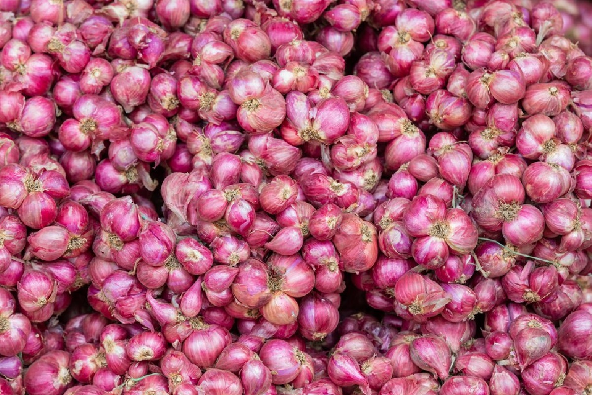 Onion Price Update