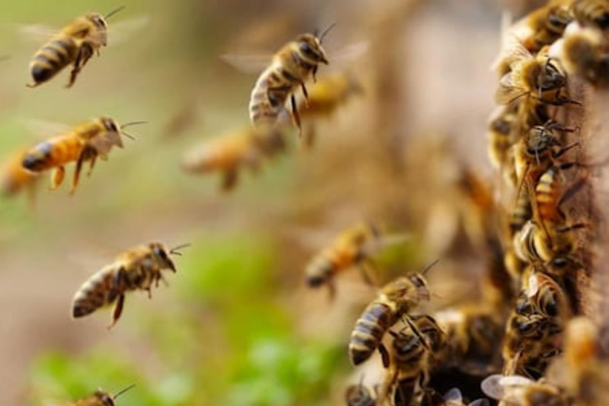 Rajasthan Bees attack