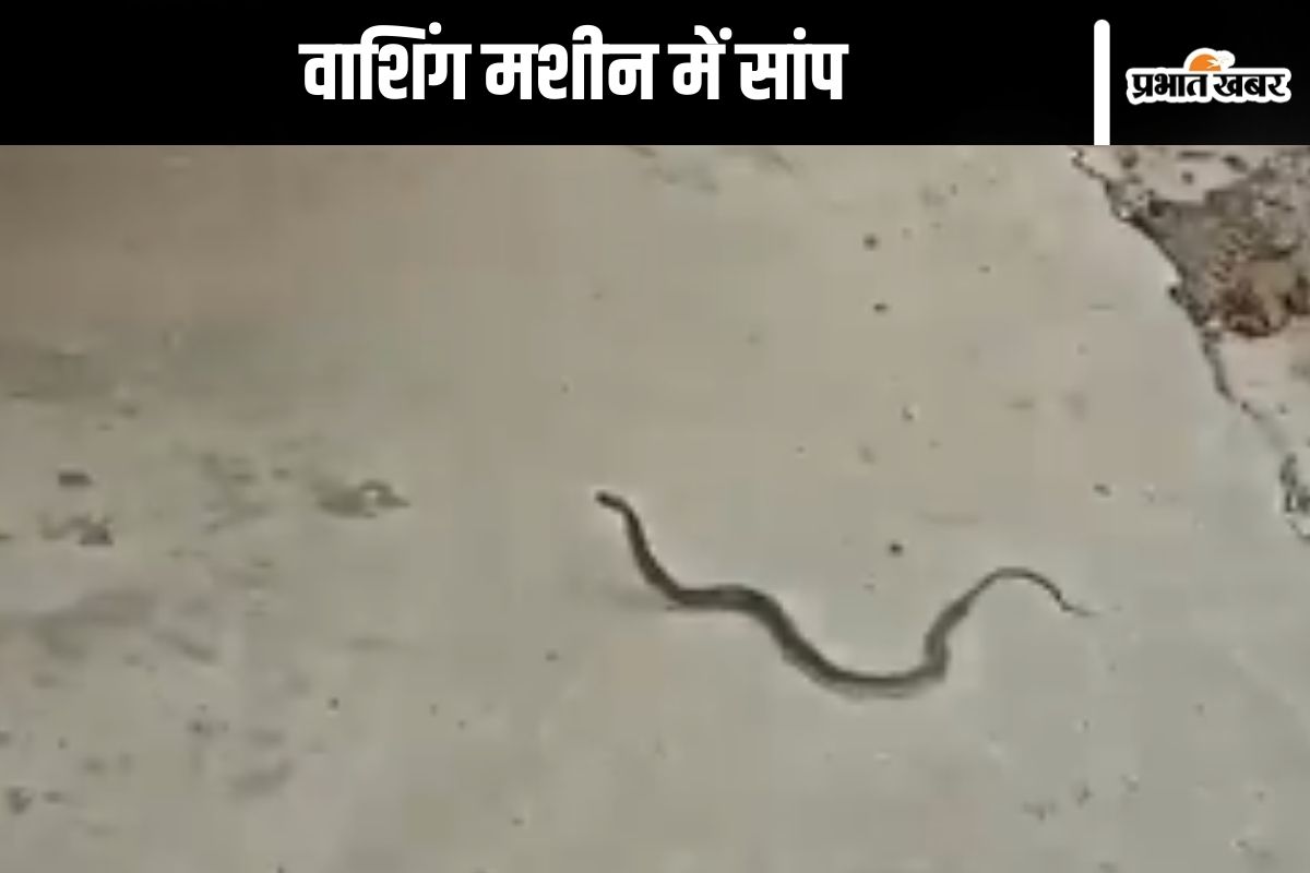 Snake Viral Video