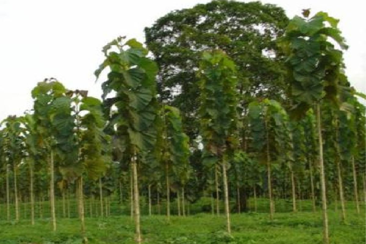 Teak Plantation