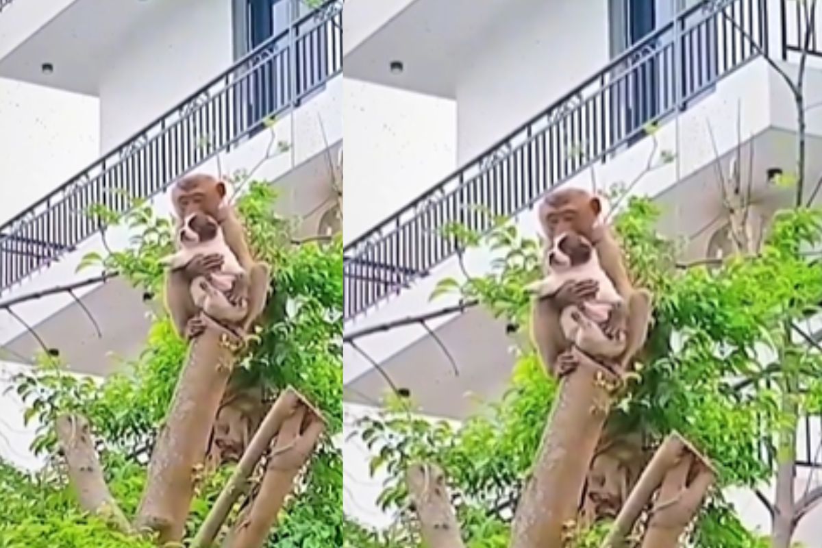 Monkey rescue dog from tree