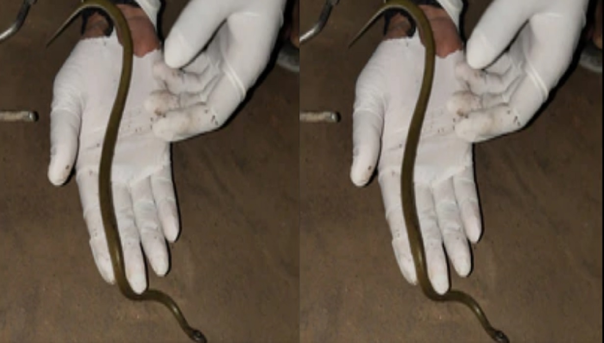 Yellow Speckled Wolf Snake