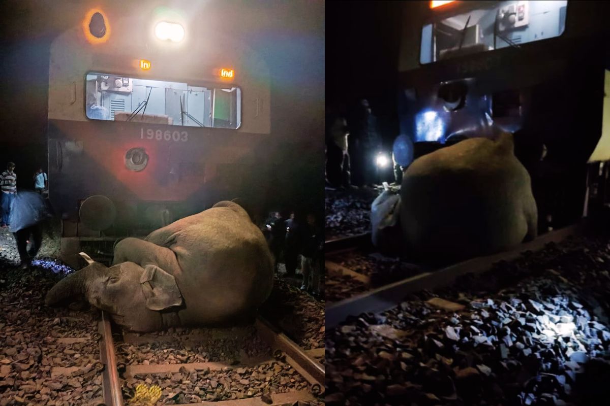 indian railways news elephant dead after being hit by train