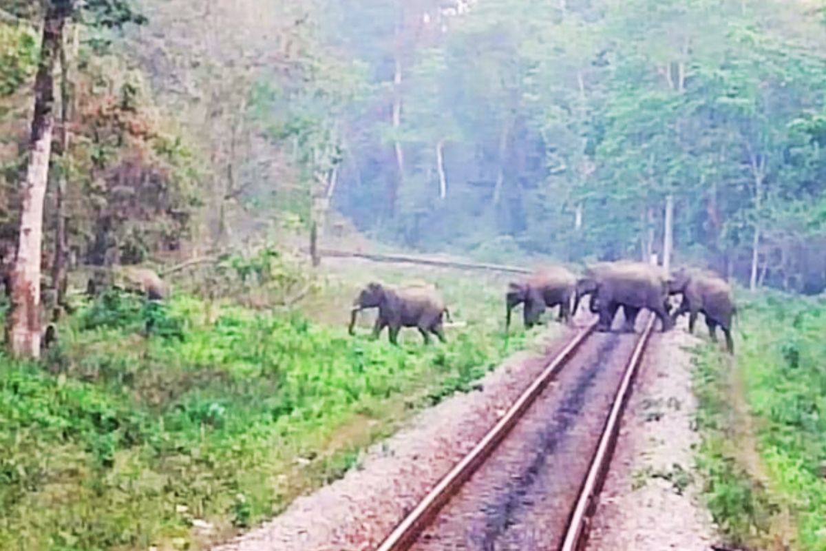jharkhand news elephant ai indian railways news