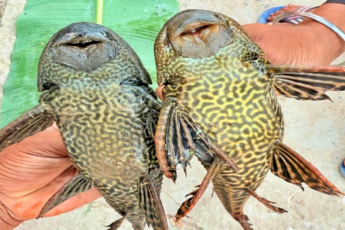 motihari cat fish news| Mysterious fish with four eyes found in Bihar, everyone was stunned to see it