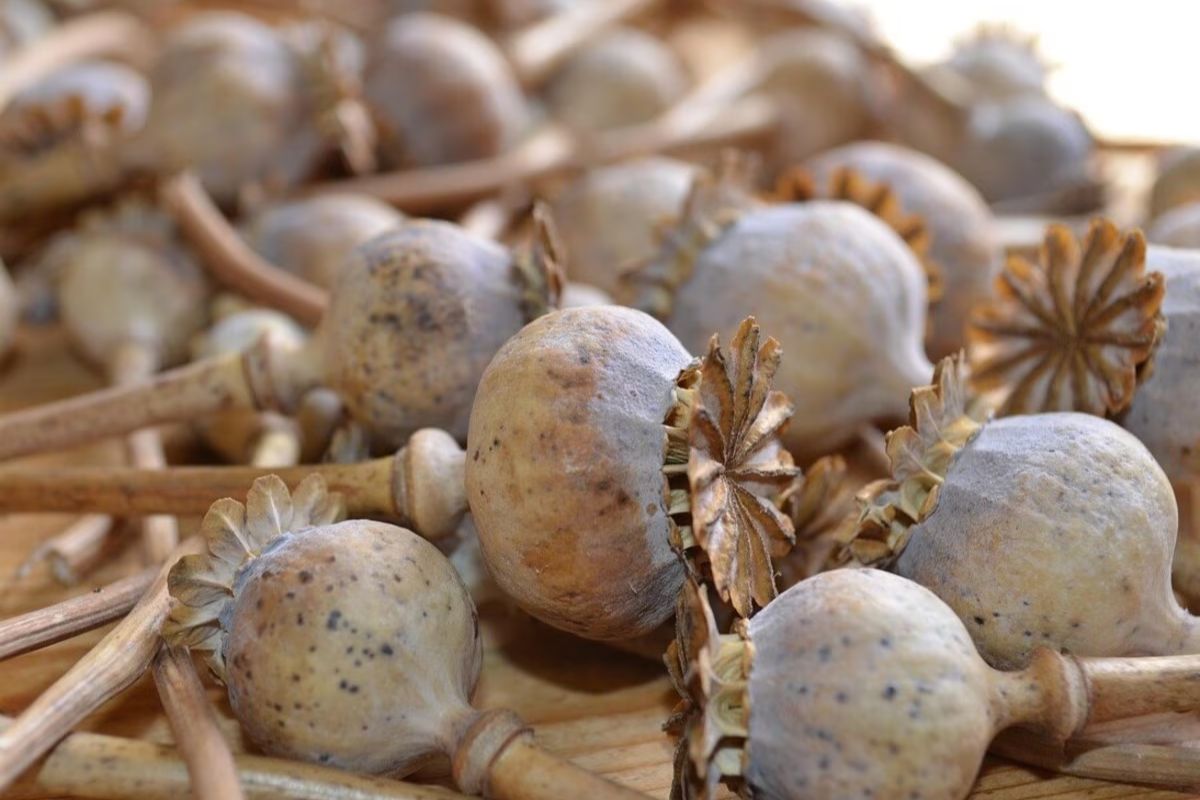 rohtas crime news| Opium worth Rs 5 crore recovered in Bihar, preparations were being made to supply it to Punjab