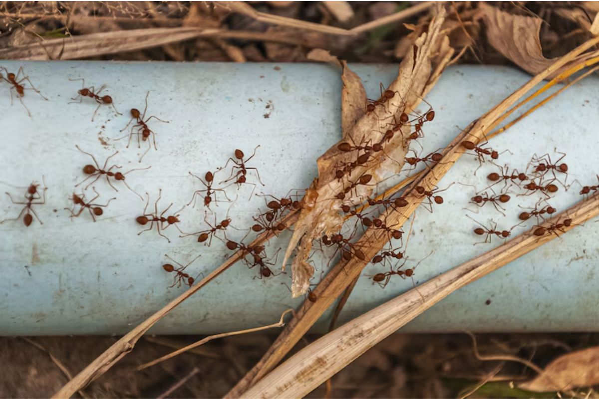 2 Belgian boys arrested with 5000 ants