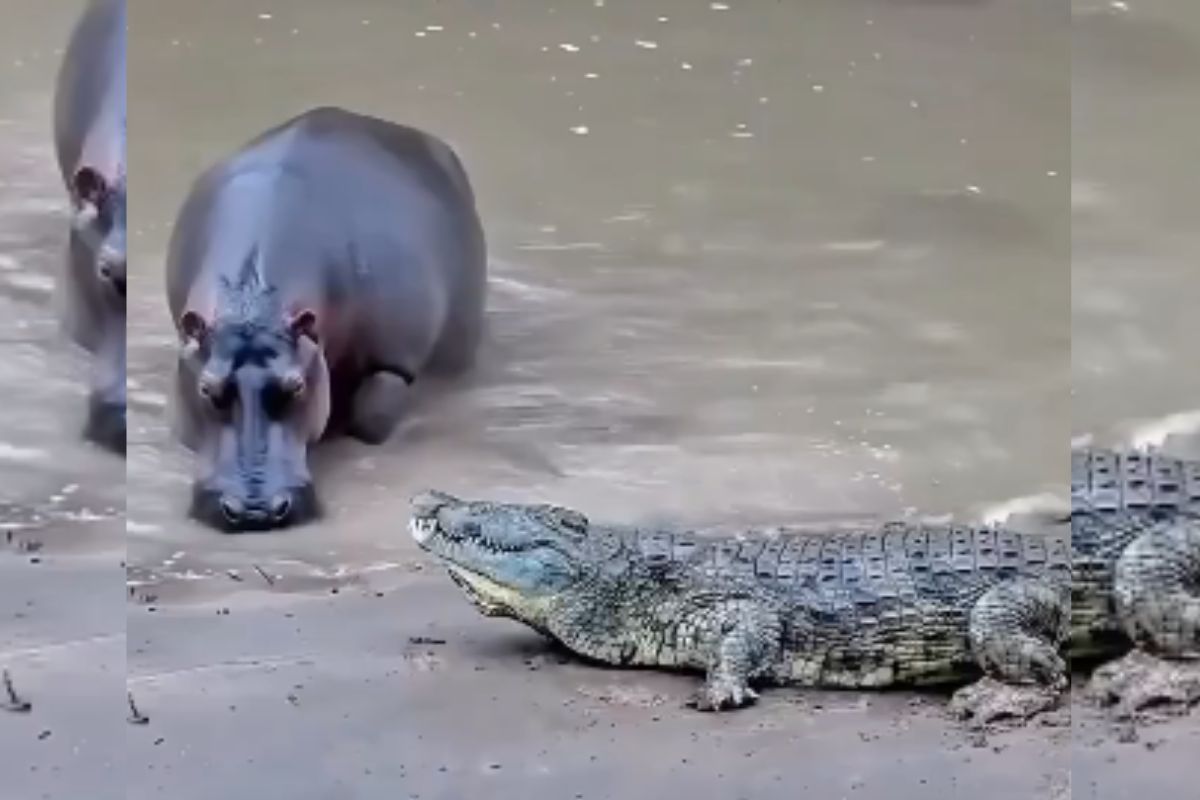 Viral Video