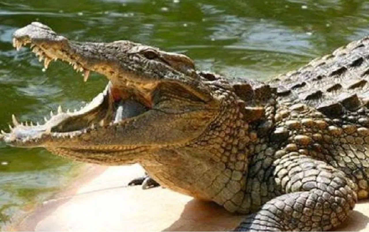 Crocodile in Valmiki Nagar