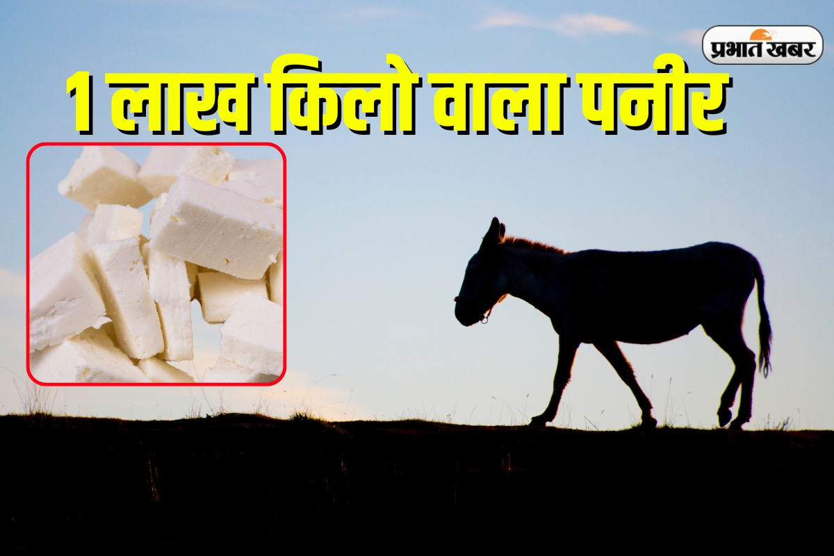 Donkey Milk Paneer Rate