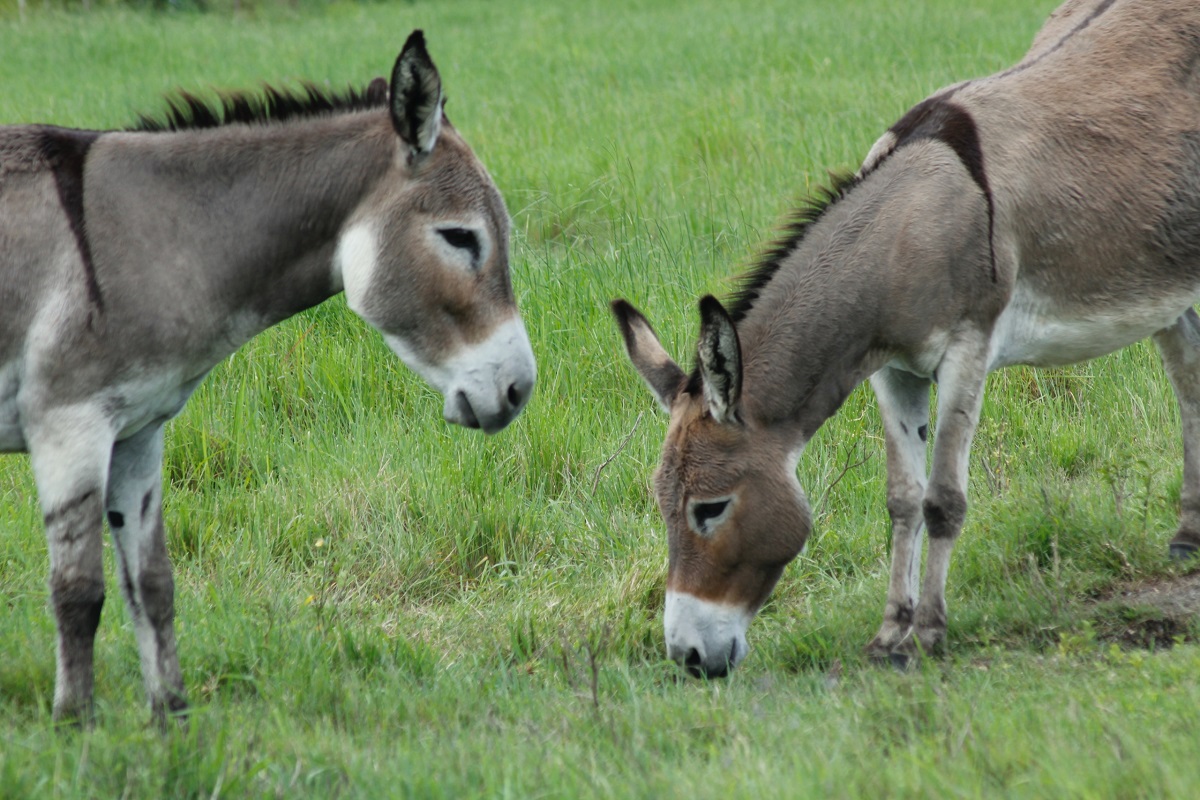 Donkeys