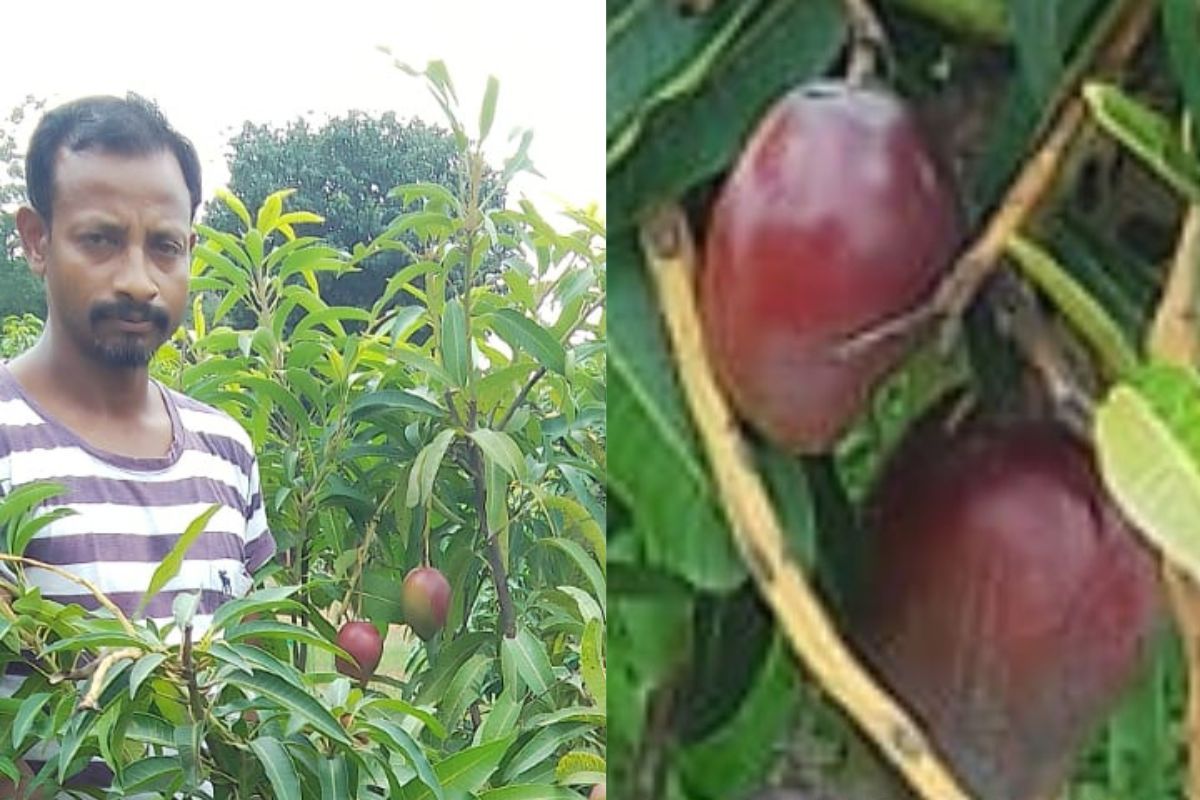 Japanese Miyazaki Mango in khunti