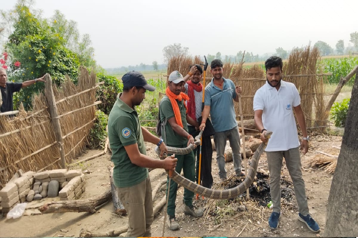 KING COBRA RESCUE IN BAGAHA
