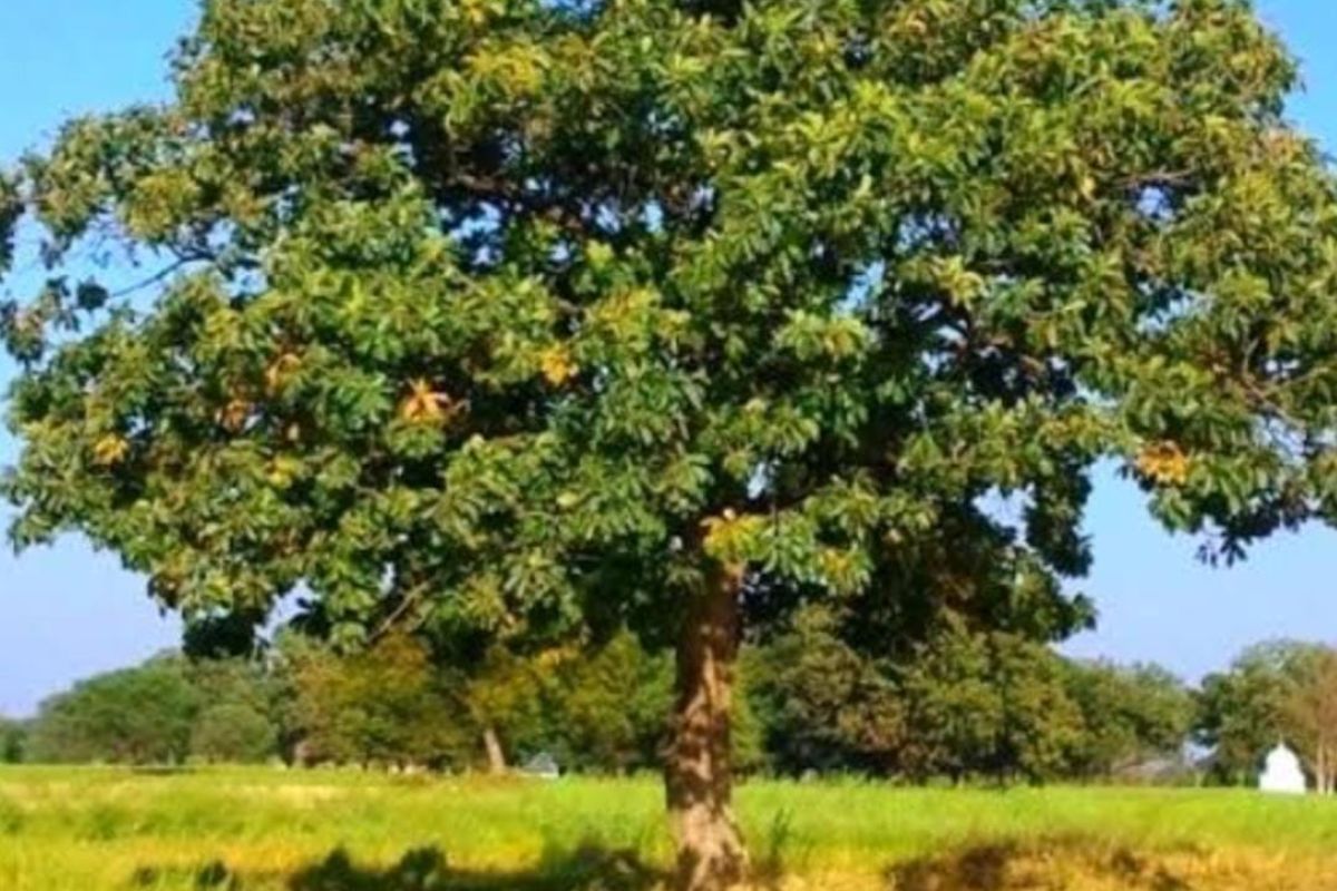 Mahua Tree