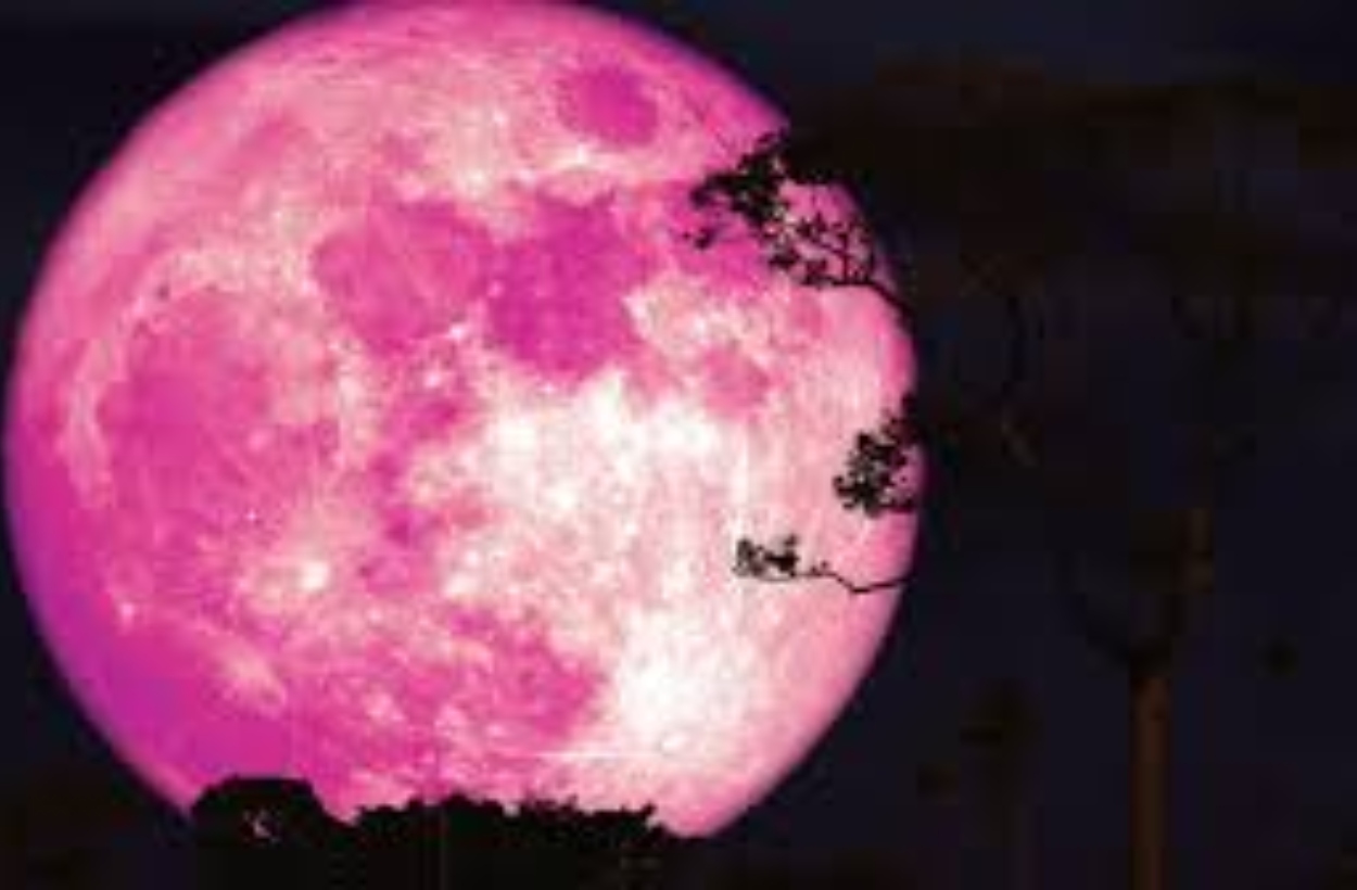 Pink Moon