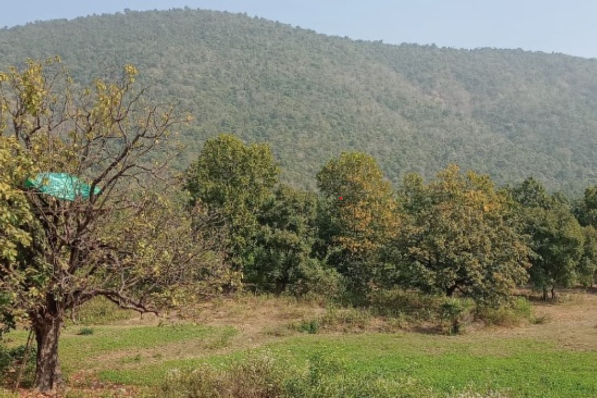 Jharkhand Forest Land Scam